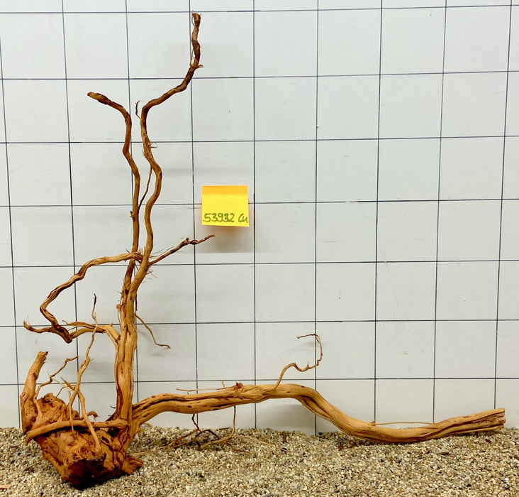 53932CU - Curlwood Wurzel Holz