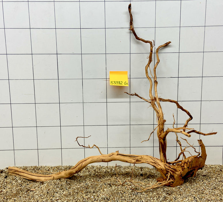 53932CU - Curlwood Wurzel Holz