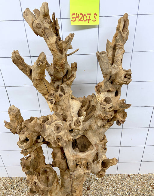 54207S Samoa Wurzel Holz