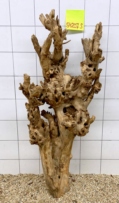 54207S Samoa Wurzel Holz