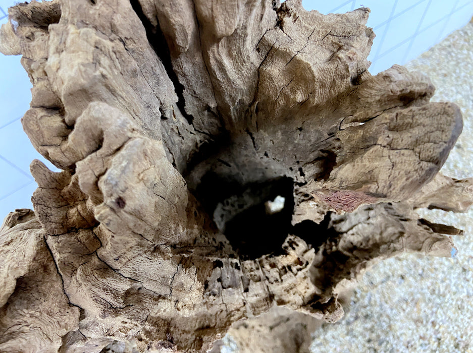 54210S Samoa Wurzel Holz