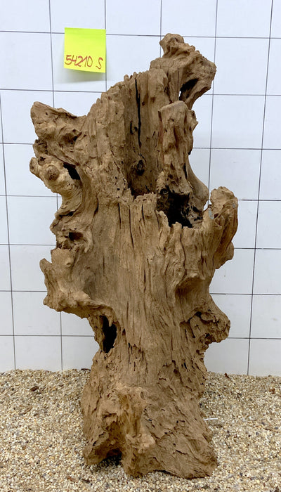 54210S Samoa Wurzel Holz