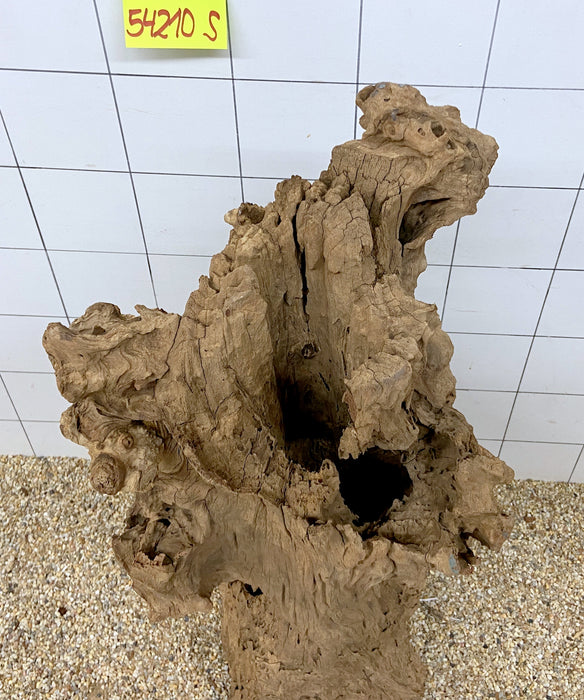 54210S Samoa Wurzel Holz