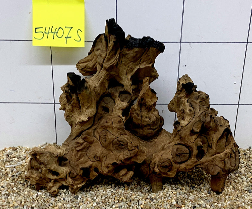 54407S Samoa Wurzel Holz