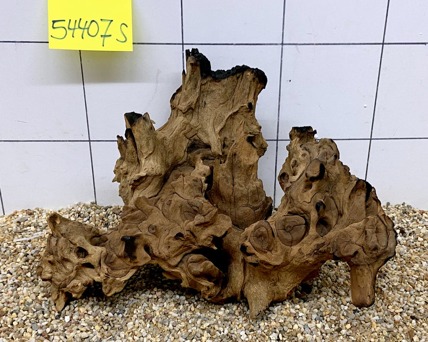 54407S Samoa Wurzel Holz