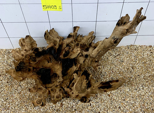 54409S Samoa Wurzel Holz