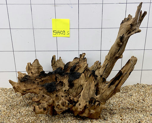 54409S Samoa Wurzel Holz