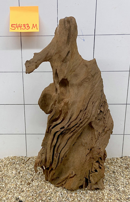 54433M - Mangrovenwurzel Holz