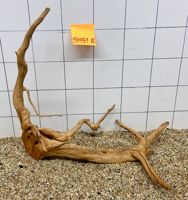 54451R Fingerwood / Rote Moorwurzel Holz