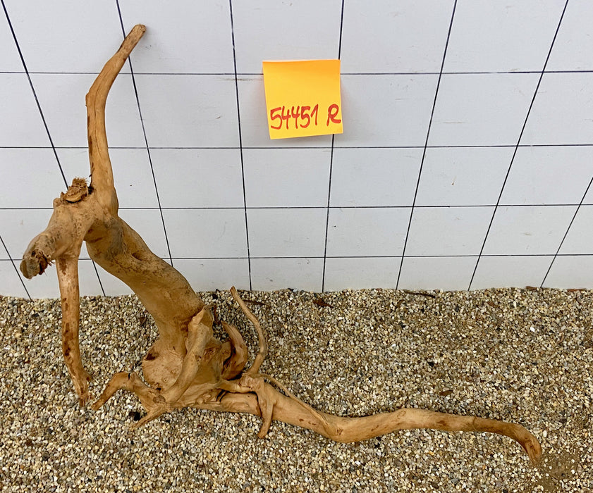 54451R Fingerwood / Rote Moorwurzel Holz