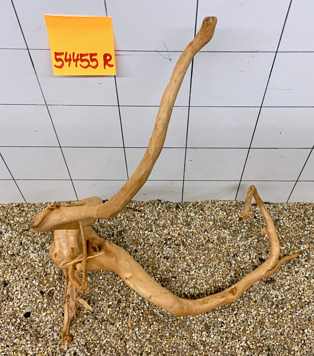 54455R Fingerwood / Rote Moorwurzel Holz