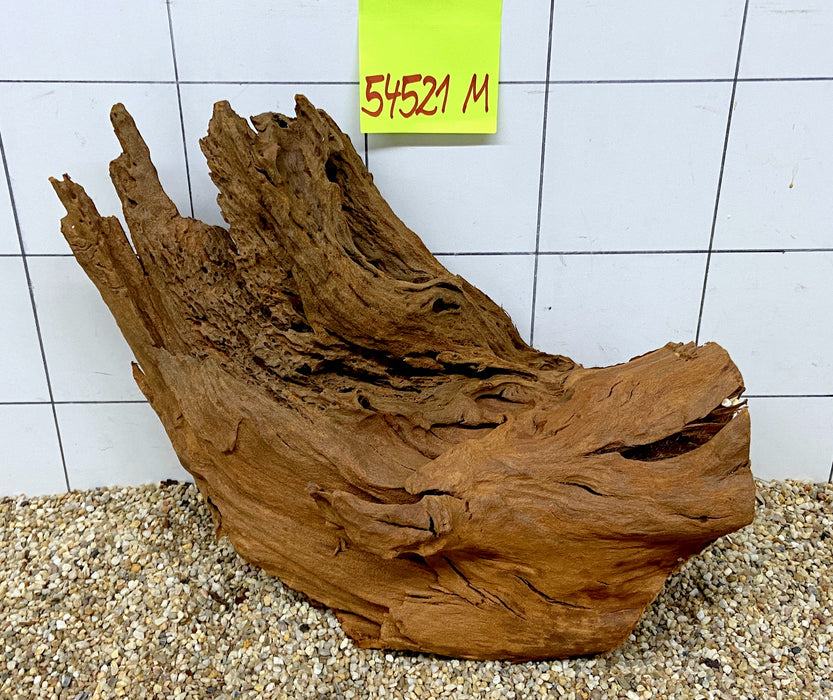 54521M - Mangrovenwurzel Holz