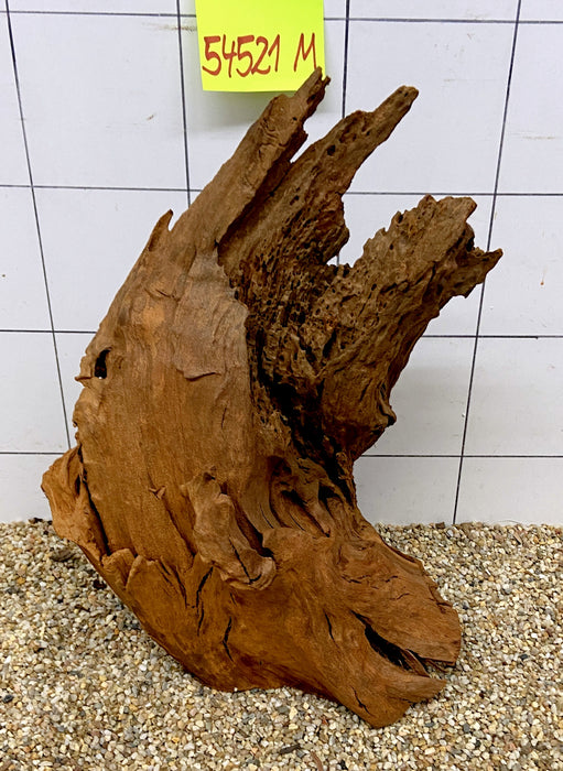 54521M - Mangrovenwurzel Holz