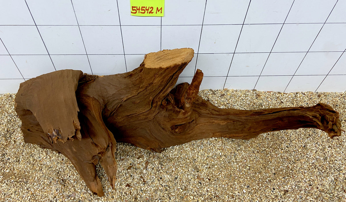 SONDERPREIS - 54542M - Mangrovenwurzel Holz XL
