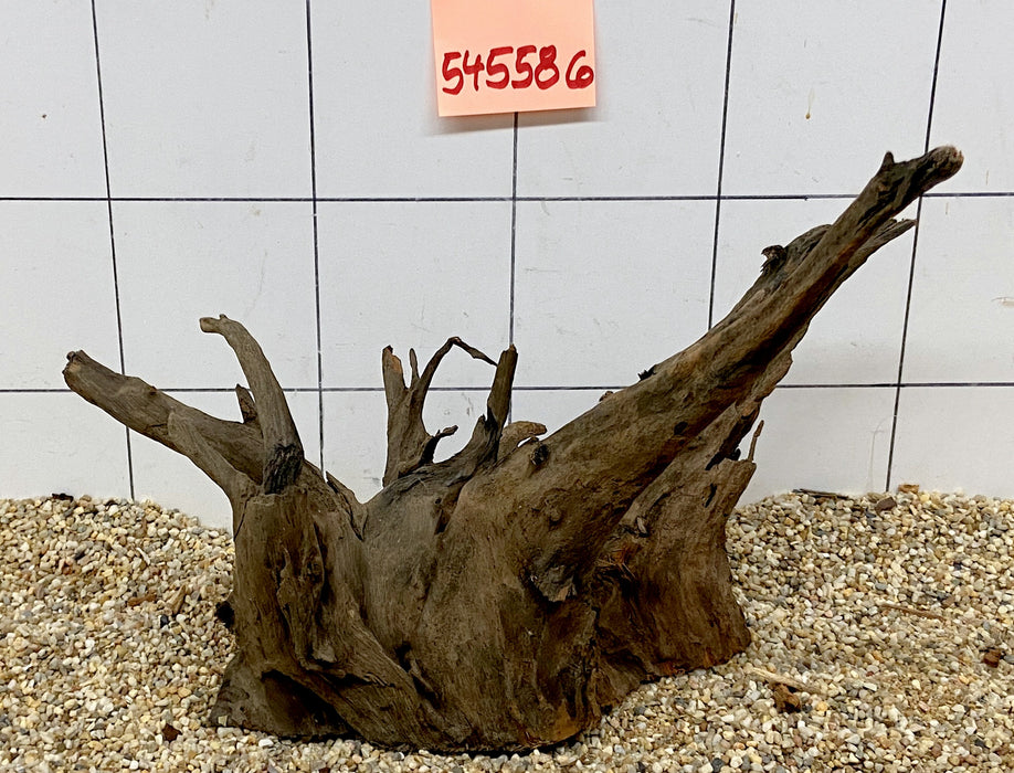 54558CO - Corbo Wurzel Holz