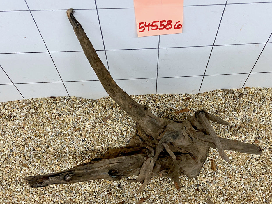 54558CO - Corbo Wurzel Holz