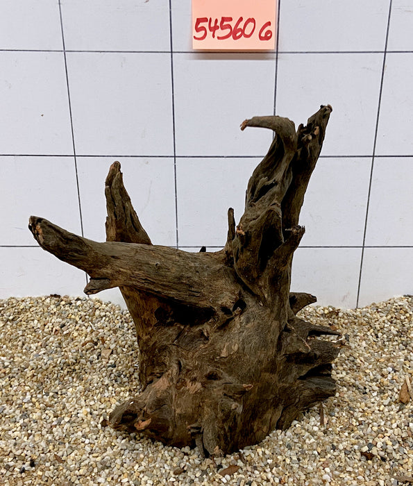 54560CO - Corbo Wurzel Holz