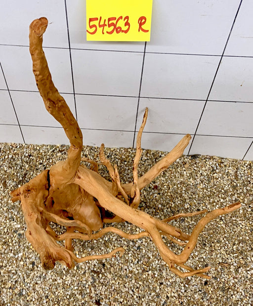 54563R Fingerwood / Rote Moorwurzel Holz