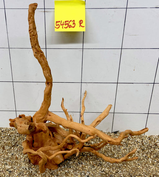 54563R Fingerwood / Rote Moorwurzel Holz