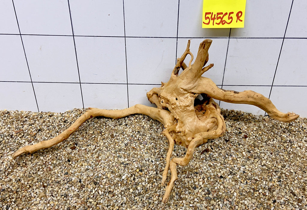 54565R Fingerwood / Rote Moorwurzel Holz