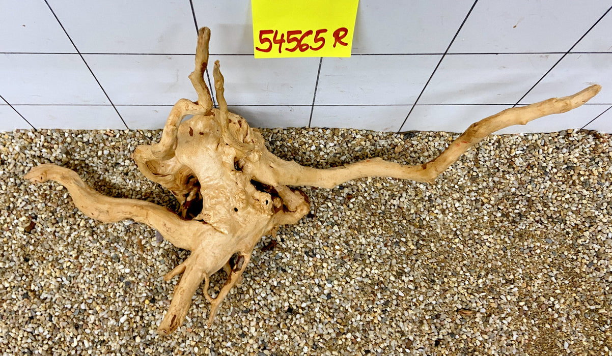 54565R Fingerwood / Rote Moorwurzel Holz