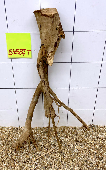 54587T Talawa Wurzel Holz