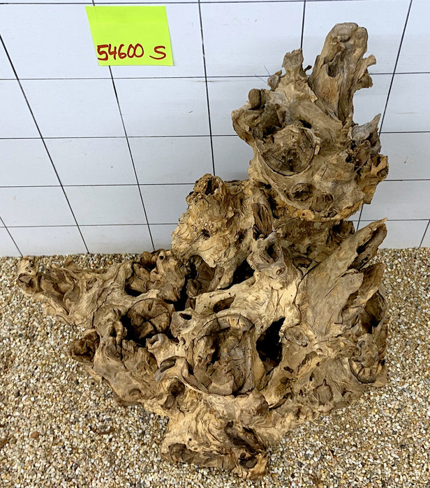 54600S Samoa Wurzel Holz XL