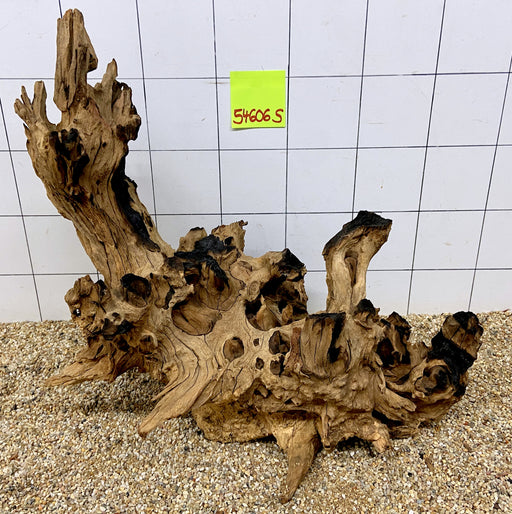 54606S Samoa Wurzel Holz XL