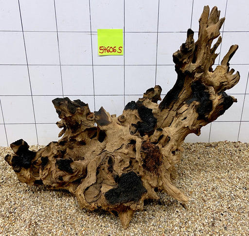 54606S Samoa Wurzel Holz XL