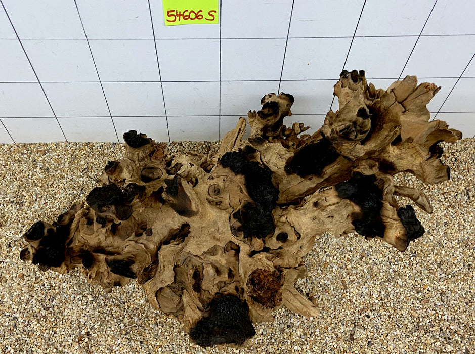 54606S Samoa Wurzel Holz XL