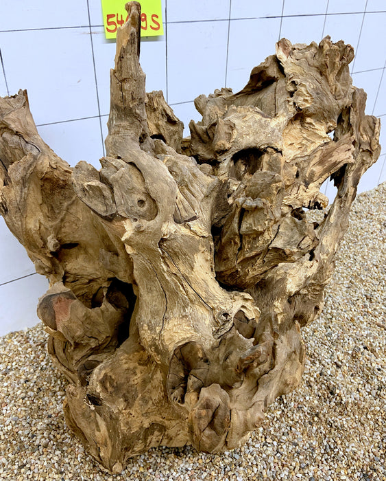 54609S Samoa Wurzel Holz XL