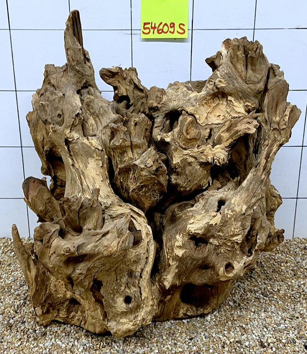 54609S Samoa Wurzel Holz XL