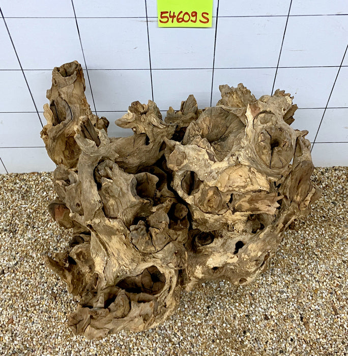 54609S Samoa Wurzel Holz XL