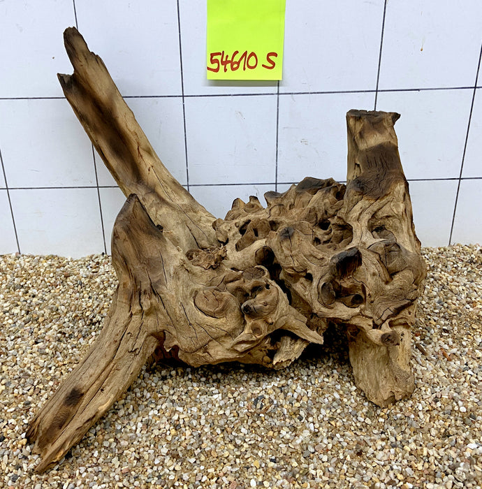 54610S Samoa Wurzel Holz