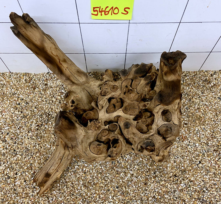 54610S Samoa Wurzel Holz