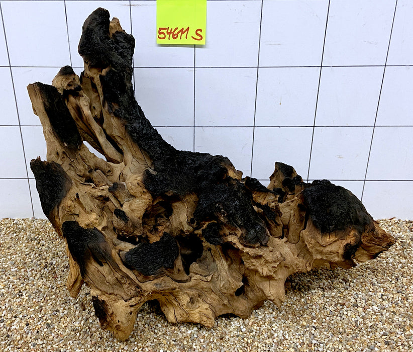 54611S Samoa Wurzel Holz