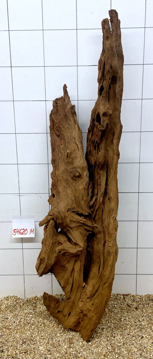 54620M - Mangrovenwurzel Holz XL