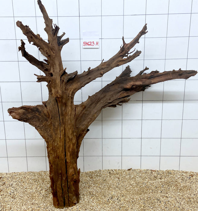 54623M - Mangrovenwurzel H