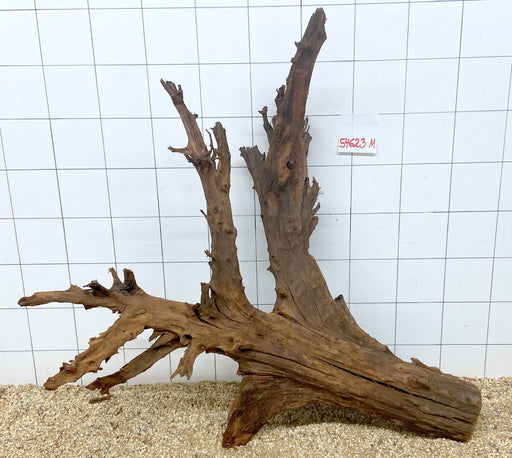 54623M - Mangrovenwurzel H