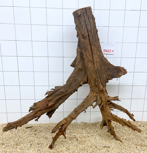 54623M - Mangrovenwurzel H