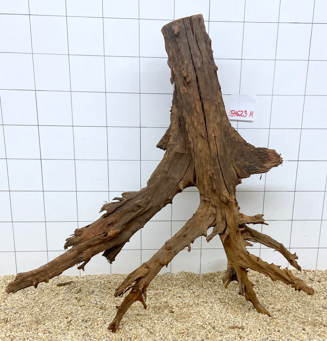 54623M - Mangrovenwurzel H