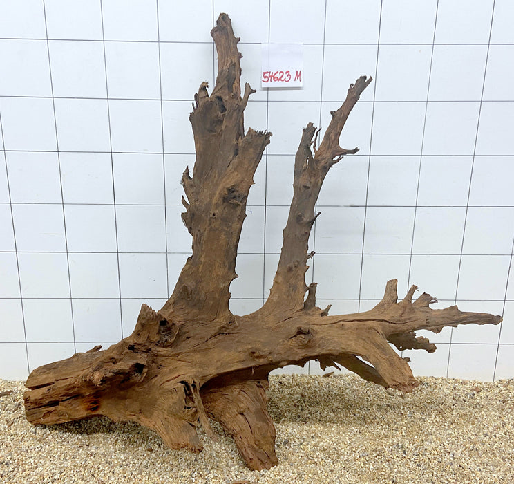 54623M - Mangrovenwurzel H