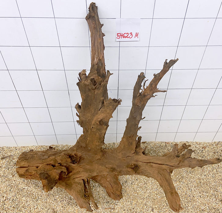 54623M - Mangrovenwurzel H