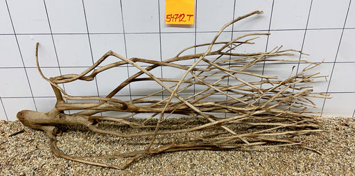 54712T Talawa Wurzel Holz XL