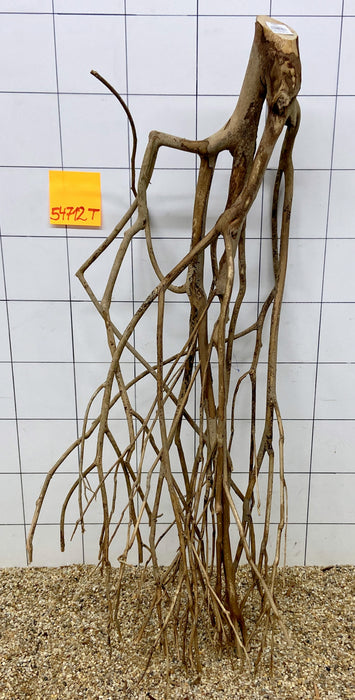 54712T Talawa Wurzel Holz XL