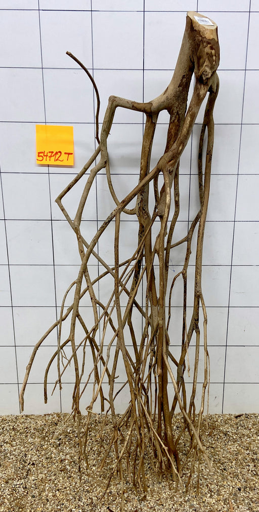 54712T Talawa Wurzel Holz XL