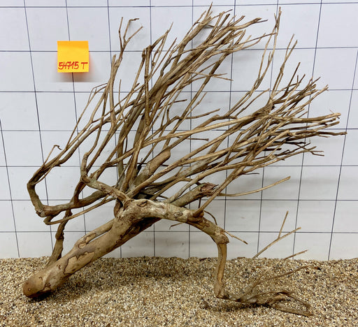 54715T Talawa Wurzel Holz XL