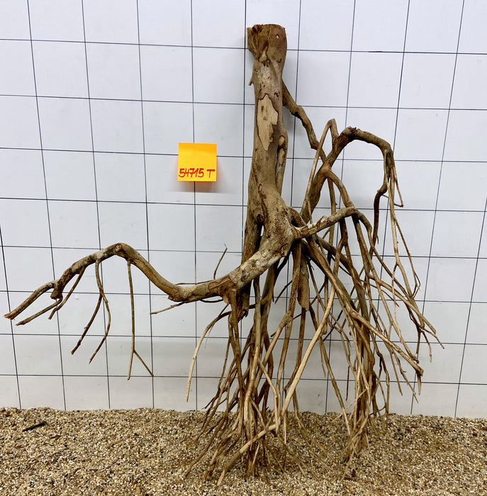 54715T Talawa Wurzel Holz XL