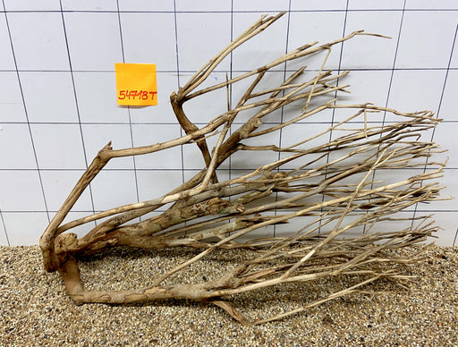 54718T Talawa Wurzel Holz XL