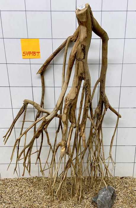 54718T Talawa Wurzel Holz XL